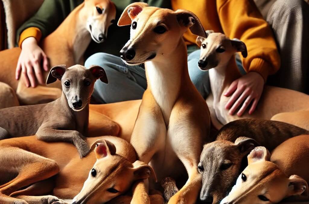 The Wonderful Temperament of Greyhounds: Gentle Giants with Loving Hearts