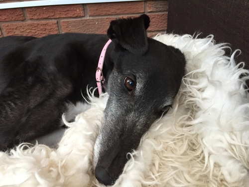 Seren (Jingle/Pepper)