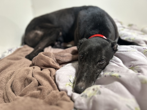 Shadow (Treaty) (Murphy)