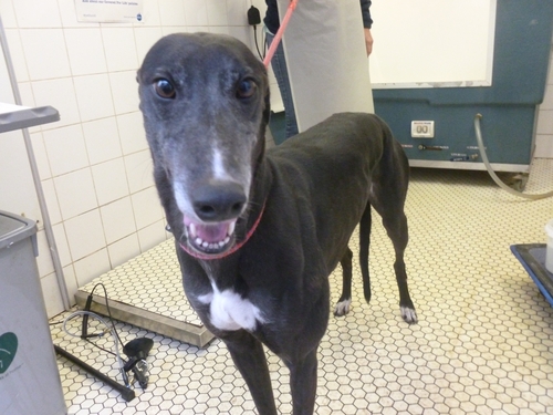 Bonnie (Flossie) (Lass)