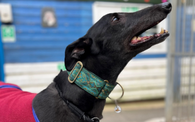 A Stroke of Luck: One Lucky Greyhound’s Tale to a Perfect Home!