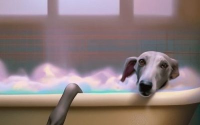 Valentine’s pampers