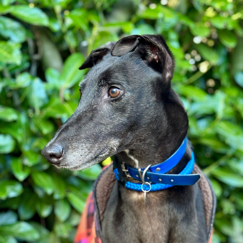 Tay-tay, a 5 years old male Greyhound available for adoption from Daybreaks Trust in West Midlands