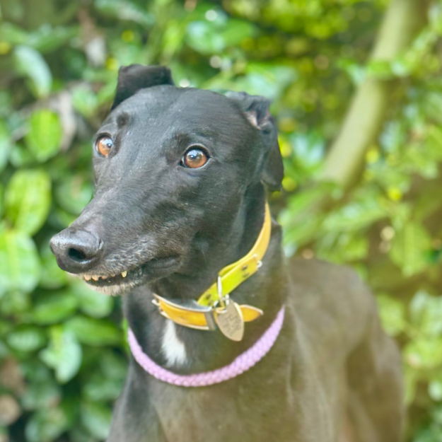 Barny, a 5 years old male Greyhound available for adoption from Daybreaks Trust in Birmingham, West Midlands