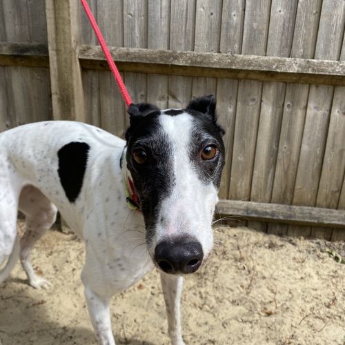Kacey, a 3 years old female Greyhound available for adoption from Daybreaks Trust in West Midlands