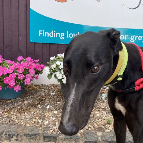 Eric, a 4 years old male Greyhound available for adoption from Daybreaks Trust in West Midlands