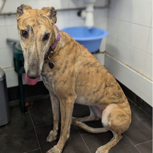 Peanut, a 3 years old female Greyhound available for adoption from Daybreaks Trust in West Midlands