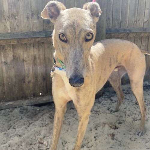 Bullet, a 3 years old male Greyhound available for adoption from Daybreaks Trust in West Midlands