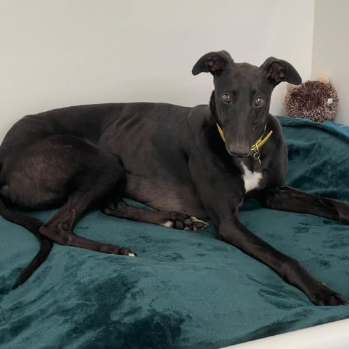 Vader, a 5 years old male Greyhound available for adoption from Daybreaks Trust in West Midlands