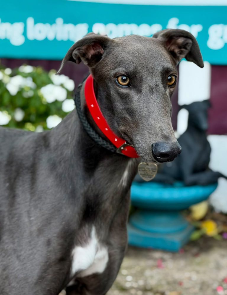 Bisto, a 4 years old male Greyhound available for adoption from Daybreaks Trust in West Midlands