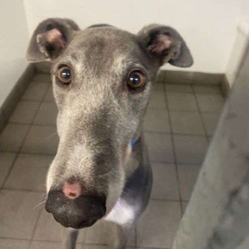 Blue, a 2 years old male Greyhound available for adoption from Daybreaks Trust in West Midlands
